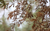 Xylella Fastidiosa : "Quelle est la portée des explications données par le représentant de l'Etat?"