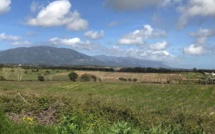 Foncier agricole : La SAFER devient propriétaire du domaine de Casabianca
