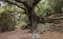 Le plus bel arbre de France sera-t-il le chêne vert de Saliceto ?