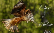 EN IMAGES - Dans les airs avec u Filanciu…