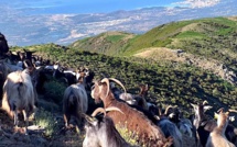 Corse : alerte rouge pour les élevages caprins
