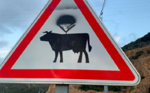 La photo du jour : À Bonifacio le danger bovin peut venir du ciel