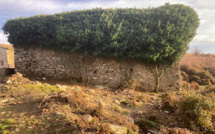 La photo du jour :  A Bustanico, une ancienne bâtisse s'est coiffée de lierre