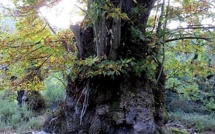 Le plus bel arbre de l'année est le… châtaignier de Pianellu !
