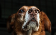 L'interdiction des colliers de dressage pour chiens saluée par les éducateurs canins corses
