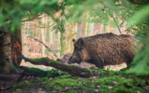 "Pourquoi toujours le fusil ?" : à Ajaccio, la battue administrative au sanglier de dimanche fait polémique