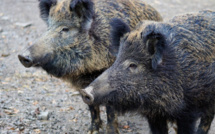 Ajaccio : une dizaine de sangliers tués pendant la battue administrative de dimanche