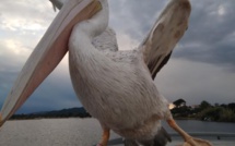 Porto-Vecchio : Harris le pélican, il est chez lui