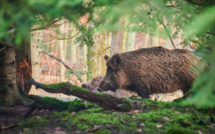 Ajaccio : une deuxième battue administrative au sanglier