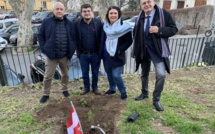 Bastia : un cèdre du Liban planté dans le jardin de la bibliothèque centrale