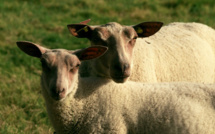 Fièvre catarrhale ovine : la Corse peut reprendre les échanges commerciaux d'animaux