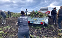 Ajaccio : le Grand site de la Parata déclare la guerre aux "griffes de sorcière" 