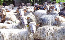 Sécheresse :  Vives inquiétudes de l'Interprofession laitière ovine et caprine de Corse