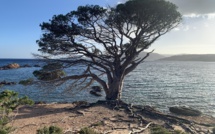 La photo du jour : U pinonu di capu d'Accciaghju