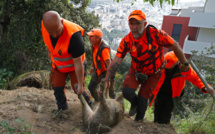 A Ajaccio, les battues pour lutter contre la prolifération des sangliers se poursuivent 