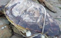 Une tortue marine retrouvée morte sur une plage de Saint-Florent