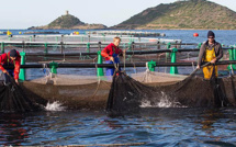 Gloria Maris : L'excellence faite élevage marin