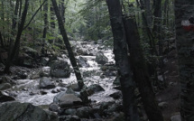 La photo du jour : à proximité de la cascade des Anglais à Vizzavona 