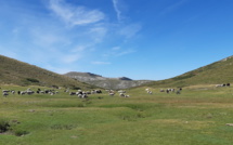 Comité de massif de Corse : Une charte pour relancer le pastoralisme dans les estives et gérer les conflits d’usage