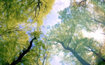 Les forêts ont-elles vraiment un impact sur le climat ?