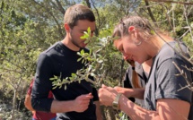 Montegrossu : greffes d’olivier, des techniques ancestrales remises au goût du jour