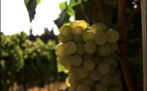 Riacquistu du vignoble corse : cinq cépages anciens retrouvés 