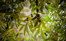 Santa Lucia di Tallà célèbre a Festa di l'oliu novu les 13 et 14 mai