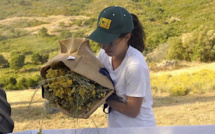 Huiles essentielles : une filière d'avenir dans un contexte difficile