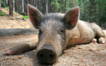 Corse : l’élevage porcin traditionnel menacé par l'introduction d'une mesure "discriminatoire"