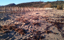 Lozari : Le site de la paillote "Moby Dick" réhabilité