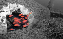 Votez pour Stéphan Le Gallais et son "équipe des rouges sur le P47 de Miomo"