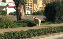 Bélier en goguette à l'entrée de Calvi…