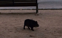 … Et sanglier sur la place Paoli à L'Ile-Rousse