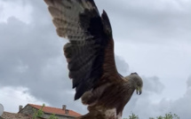 La photo du jour : U filanciu di Vighjaneddu