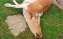 Santu-Petru-di-Venacu : plusieurs vaches et veaux foudroyés par des orages