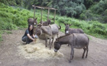 À Sari d'Orcinu et à Alata, Myriam et Stella élèvent les ânes corses 