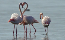 Les flamants roses de Biguglia à l'unisson…