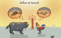 Pene in capu : Canicule, canicule et i nostri sulleoni ? 