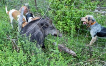 Chasser le sanglier en juin en Corse ? Oui, c'est autorisé !