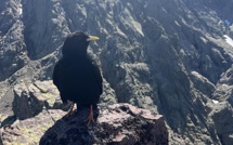 La photo du jour : le chocard de la Punta Rossa