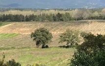 Corse : la justice rétablit en appel la carte des espaces stratégiques agricoles