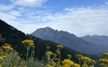 La photo du jour : les immortelles du col de Sorba