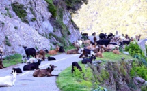Borgo : un troupeau de chèvres en divagation sur la route territoriale