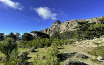 U Culletivu per a furesta corsa déplore l’immobilisme pour la gestion de la filière bois sur l’île