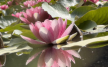 La photo du jour : les nénuphars du lac de Crenu