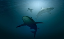 Requins en Méditerranée : peu de chances d'en voir près des côtes corses