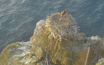 Reproduction des balbuzards-pêcheurs en Corse : l'interdiction de navigation et de mouillage prolongée près de 7 nids