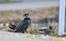 Plage de la Marana : les pompiers au secours d'un cormoran