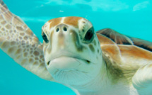 Pourquoi les pontes de tortues marines se multiplient sur le littoral méditerranéen ?
