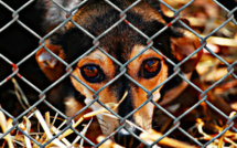 "Nos amis à 4 pattes" à Calvi : le refuge sature depuis le début de l'été 